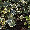 Hedera helix 'Gold Child', habit