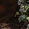 Hedera helix 'Gold Child', habit