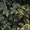 Hedera helix 'Gold Child', habit