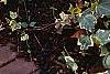 Hedera helix 'Gold Child', habit