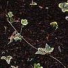 Hedera helix 'Gold Child', habit