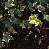 Hedera helix 'Gold Child', habit
