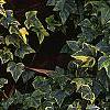 Hedera helix 'Gold Child', habit