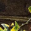 Hedera helix 'Gold Child', leaves