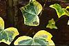 Hedera helix 'Gold Child', leaves