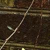 Hedera helix 'Gold Child', leaves