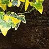 Hedera helix 'Gold Child', leaves