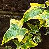 Hedera helix 'Gold Child', leaves