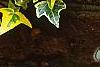 Hedera helix 'Gold Child', leaves