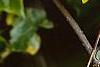 Hedera helix 'Gold Child', leaves