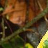 Hedera helix 'Gold Child', leaves
