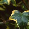 Hedera helix 'Gold Child', leaves