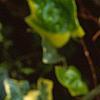 Hedera helix 'Gold Child', leaves
