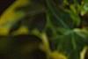 Hedera helix 'Gold Child', leaves