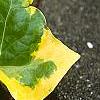 Hedera helix 'Gold Child', leaves