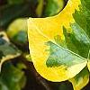 Hedera helix 'Gold Child', leaves