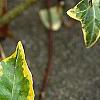 Hedera helix 'Gold Child', leaves