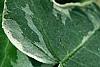 Hedera helix 'Glacier', leaves