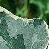 Hedera helix 'Glacier', leaves