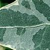 Hedera helix 'Glacier', leaves