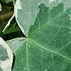 Hedera helix 'Glacier', leaves