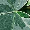 Hedera helix 'Glacier', leaves