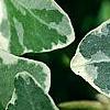 Hedera helix 'Glacier', leaves