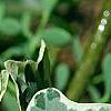 Hedera helix 'Glacier', leaves