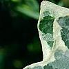 Hedera helix 'Glacier', leaves