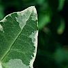 Hedera helix 'Glacier', leaves