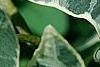 Hedera helix 'Glacier', leaves