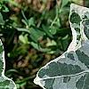 Hedera helix 'Glacier', leaves