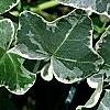 Hedera helix 'Glacier', leaves