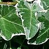Hedera helix 'Glacier', leaves