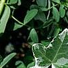 Hedera helix 'Glacier', leaves