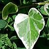 Hedera helix 'Glacier', leaves