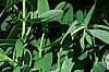 Hedera helix 'Glacier', leaves