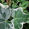 Hedera helix 'Glacier', leaves