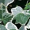 Hedera helix 'Glacier', leaves