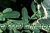 Hedera helix 'Glacier', leaves