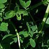 Hedera helix 'Glacier', leaves