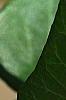 Hedera helix 'Teardrop', leaves