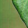 Hedera helix 'Teardrop', leaves