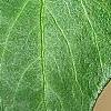 Hedera helix 'Teardrop', leaves