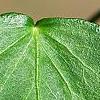 Hedera helix 'Teardrop', leaves