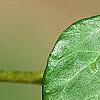 Hedera helix 'Teardrop', leaves