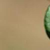 Hedera helix 'Teardrop', leaves
