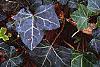 Hedera helix 'Walthamensis', habit