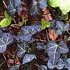 Hedera helix 'Walthamensis', habit