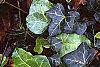 Hedera helix 'Walthamensis', habit